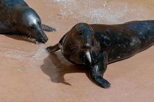 grey seal eating a fish photo