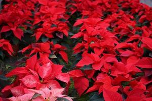 POINSETTIA xmas star plant detail photo