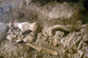 cráneo humano y huesos en una tumba de cripta foto