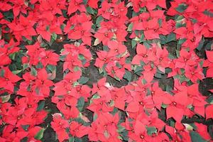 POINSETTIA xmas star plant detail photo