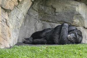 Chimpanzee ape monkey portrait while sleeping photo