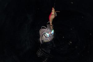 live Squid cuttlefish underwater at night while being fished photo