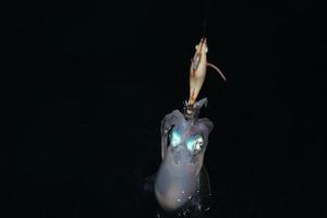 hooked Squid cuttlefish underwater at night while being fished photo