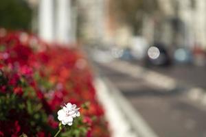 Valencia colorful flowers bridge photo