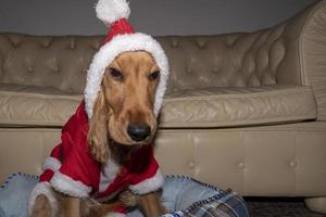 adorable Santa dressed puppy dog christmas xmas photo