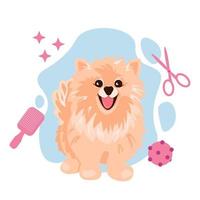 A cute cream spitz dog sitting and smiling. Grooming salon concept. Vector EPS10