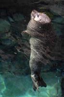 Grey seal in water portrait photo