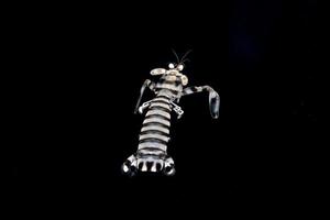 Squiilla sea cicada small lobster on sea surface photo