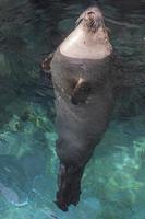 Grey seal in water portrait photo