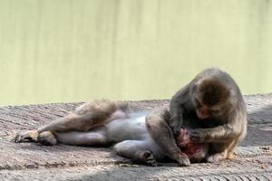 japanese macaque monkey portrait while grooming photo