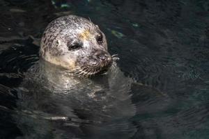 retrato de foca gris en el agua foto