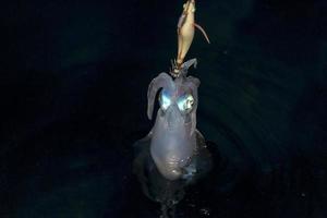 live Squid cuttlefish underwater at night while being fished photo