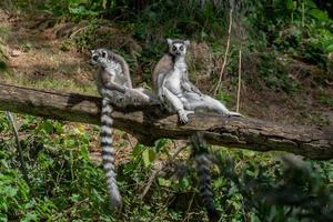 lemur monkey while spreading arms to the sun photo