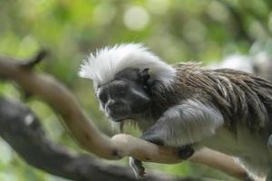 Emperor Tamarin monkey while looking at you photo