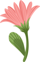 pinke Blume. Illustration png