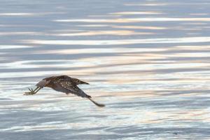 night heron close up portrait at sunrise in baja california photo