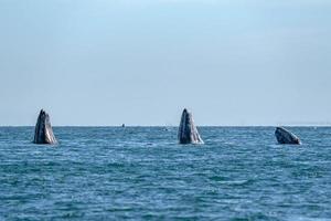 grey whale while hopping spying outside the sea photo