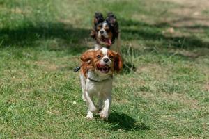 Chevalier king cachorro recién nacido corriendo sobre el césped foto