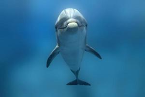 dolphin underwater on the ocean background looking at you photo