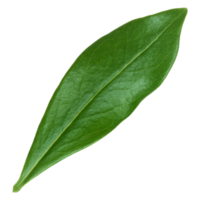 Green leaf isolated on transparent background for design element. png