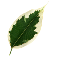 feuille verte isolée sur fond transparent pour l'élément de conception. png