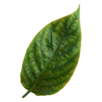 feuille verte isolée sur fond transparent pour l'élément de conception. png