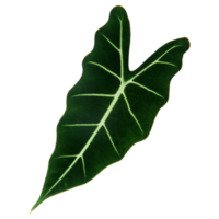 Green leaf isolated on transparent background for design element. png