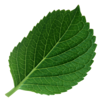 Green leaf isolated on transparent background for design element. png