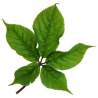 Green leaf isolated on transparent background for design element. png