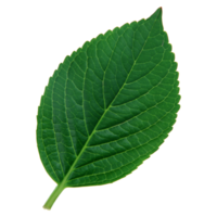 Green leaf isolated on transparent background for design element. png