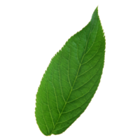 Green leaf isolated on transparent background for design element. png