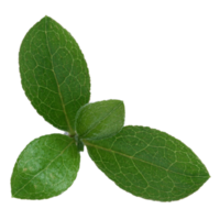 feuille verte isolée sur fond transparent pour l'élément de conception. png