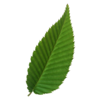 Green leaf isolated on transparent background for design element. png