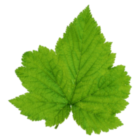 Green leaf isolated on transparent background for design element. png