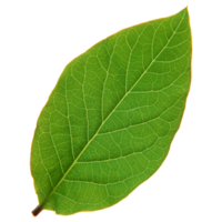 Green leaf isolated on transparent background for design element. png