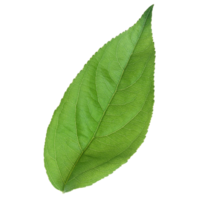 Green leaf isolated on transparent background for design element. png