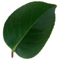 Green leaf isolated on transparent background for design element. png