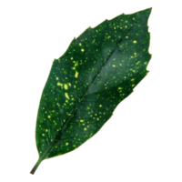 Green leaf isolated on transparent background for design element. png