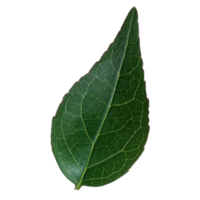 Green leaf isolated on transparent background for design element. png