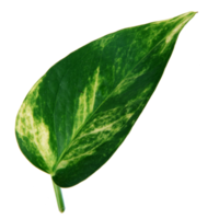 Green leaf isolated on transparent background for design element. png