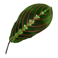 Green leaf isolated on transparent background for design element. png