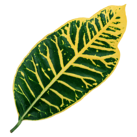 feuille verte isolée sur fond transparent pour l'élément de conception. png