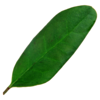 Green leaf isolated on transparent background for design element. png