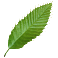 Green leaf isolated on transparent background for design element. png