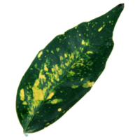 Green leaf isolated on transparent background for design element. png