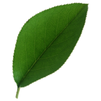 Green leaf isolated on transparent background for design element. png