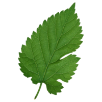 Green leaf isolated on transparent background for design element. png