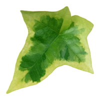 Green leaf isolated on transparent background for design element. png