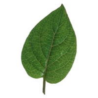 Green leaf isolated on transparent background for design element. png