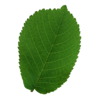 Green leaf isolated on transparent background for design element. png